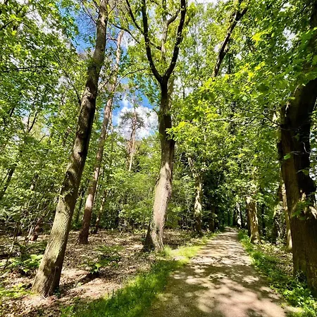 Chalé Kindvriendelijk Sfeervol Bosgeneugte Bij Zwembad Op De Veluwe Doornspijk